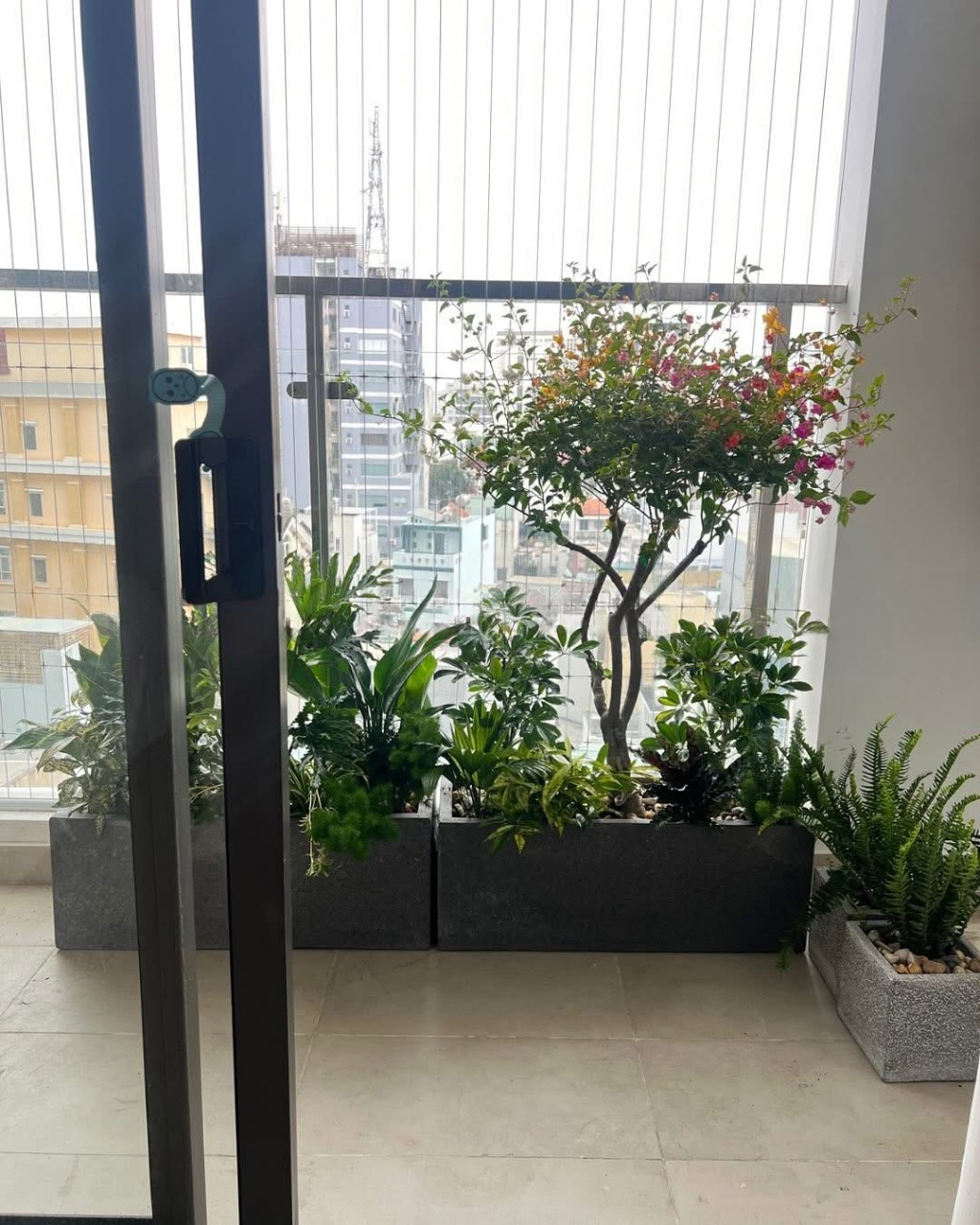 Tưới cây bằng nước lọc thay vì nước máy để tránh hại rễ cây trong nhà
