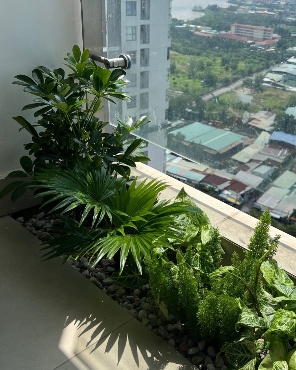 Cây héo úa và lá vàng do tưới nước sai cách trong không gian sống