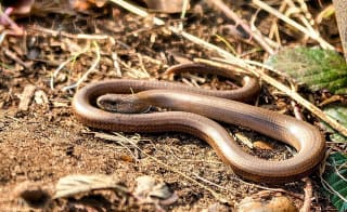 Slow Worm image