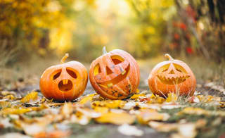 Foxes Farm Produce – The Pumpkin Patch image