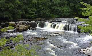 Aysgarth woods and waterfalls image