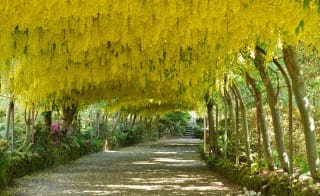 Bodnant Garden image