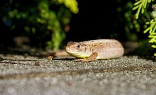 Sand Lizard image