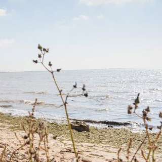 A view of the beach through some long grass at Mersea Island, Essex. image