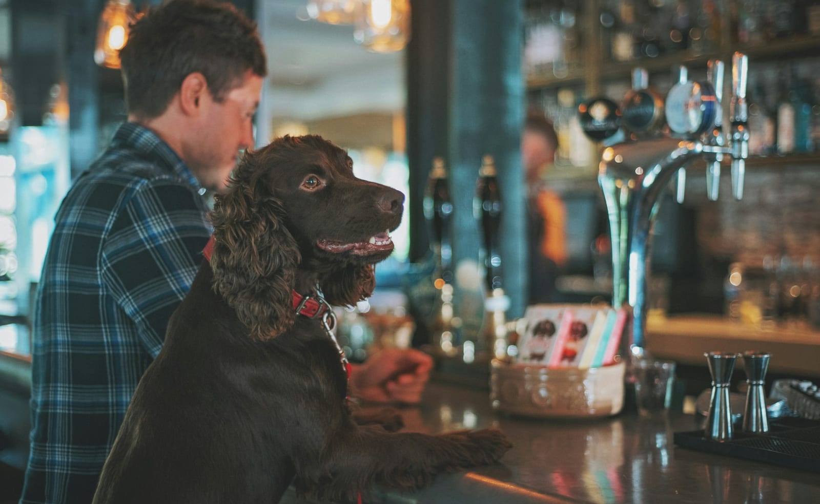 Visit Dog-Friendly Pubs and Cafés image