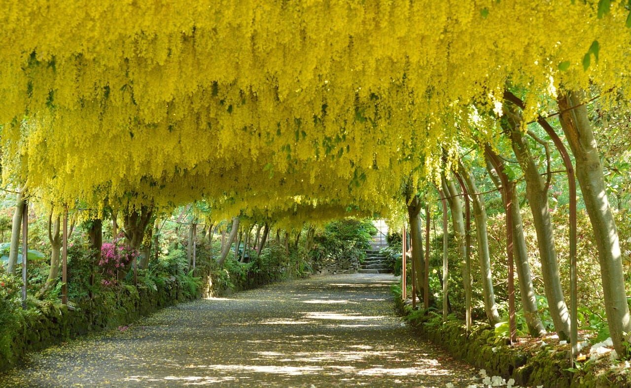 Bodnant Garden image