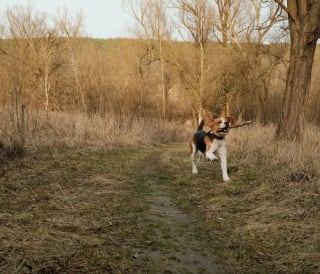 The best dog holiday ideas in the UK