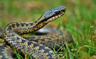 Adders image