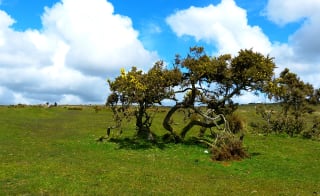 Bodmin Moor image