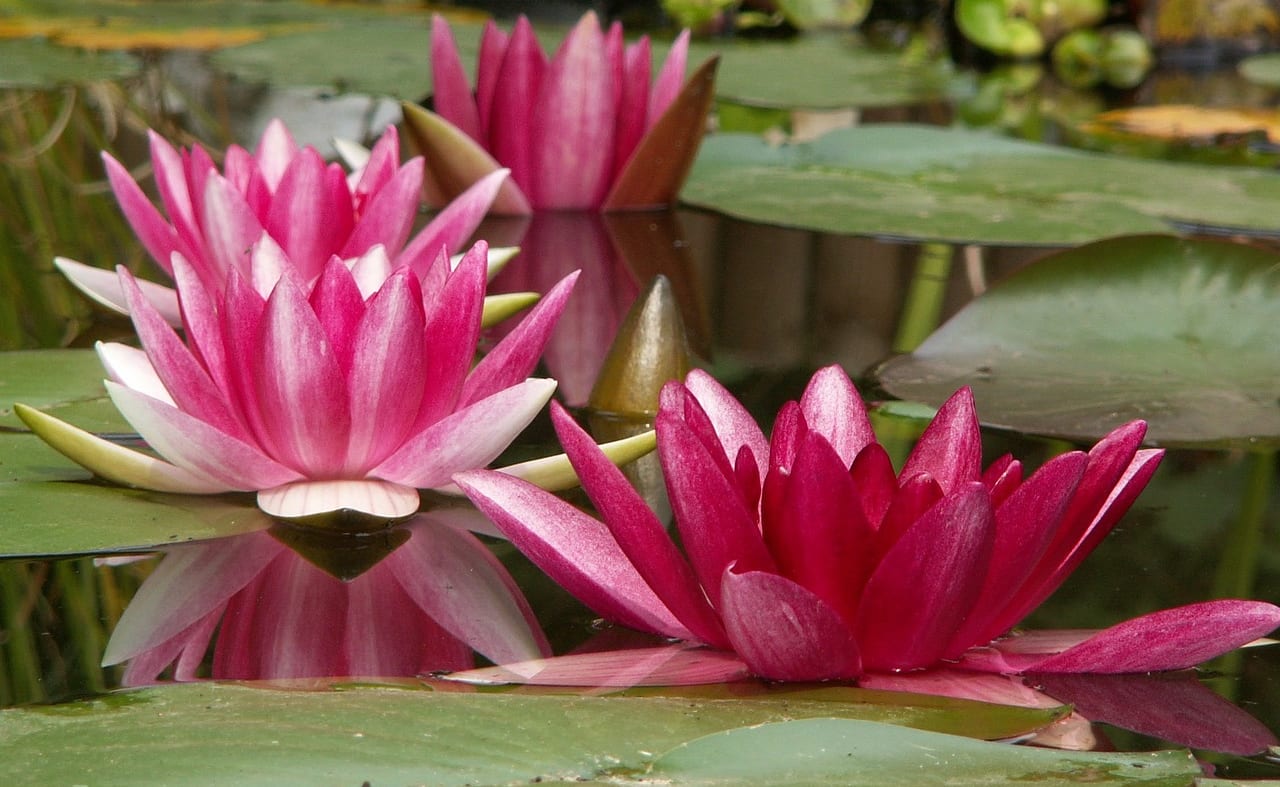 Trottick Ponds Nature Reserve image