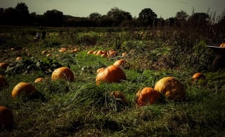 Otto’s Pumpkin Patch image