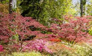 A photo of a body of water situated within densly-packed woodland near our holiday park of Sandy Balls, Hampshire. image