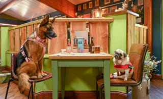 Pawfect pub lunch pit stops image