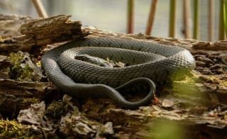 Grass Snake image