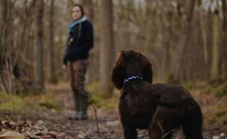 Anderwood Walk image