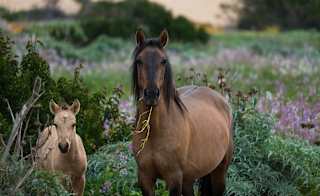 Derbyshire Pony Trekking image