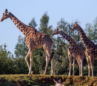 A group of three giraffes at Colchester Zoo. image
