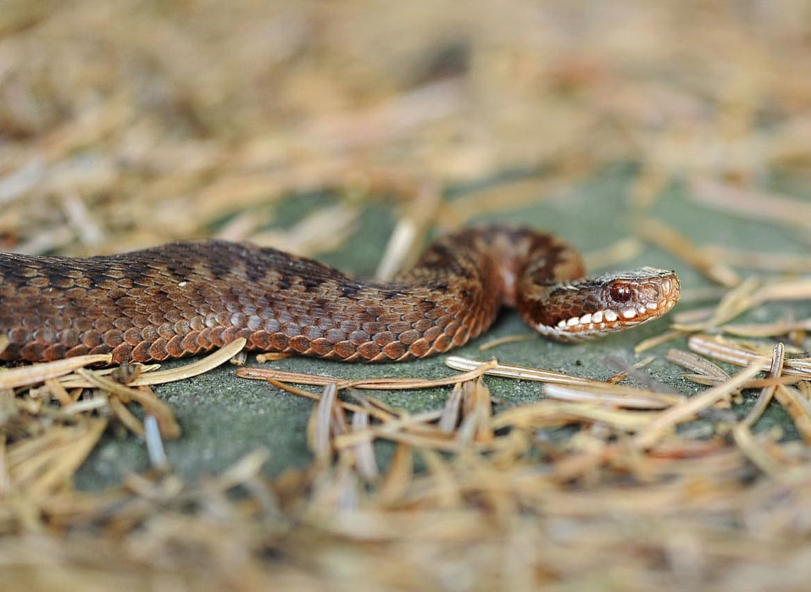 New Forest Reptile Centre image