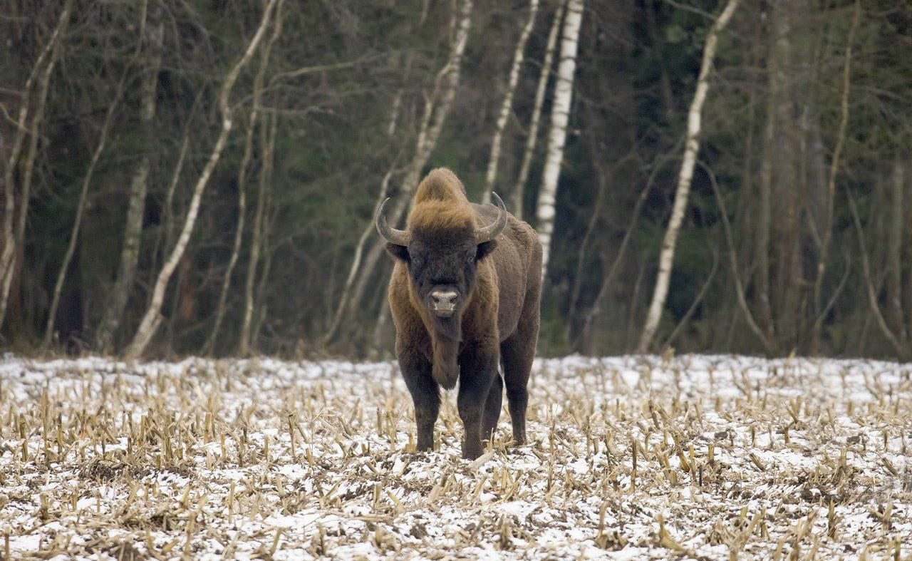 European Bison image