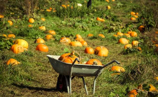 Tapnell Farm image