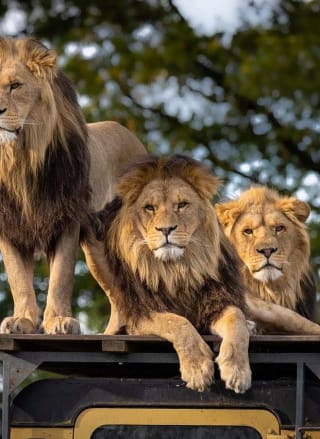 An image of three lions at a Zoo.