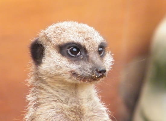A close up image of a Meerkat's face. image