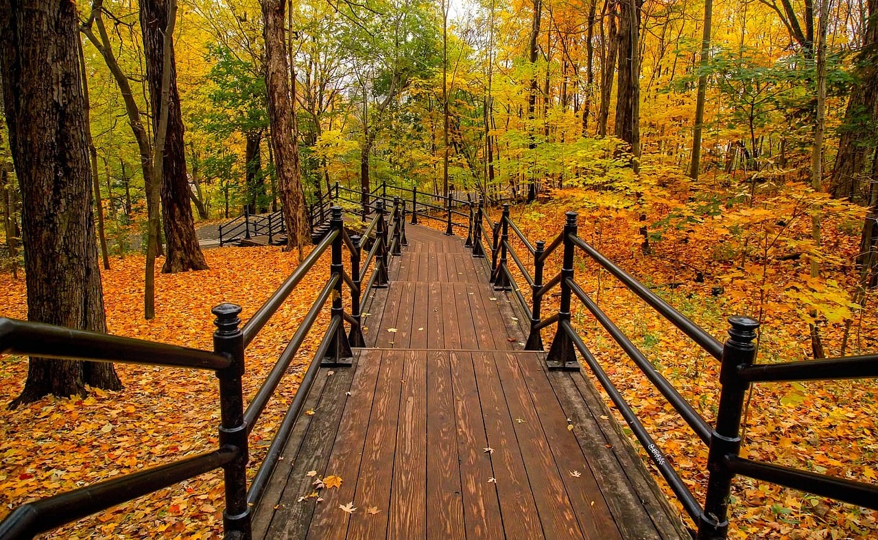 Camperdown Country Park image