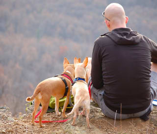 Things to do in North Wales with dogs