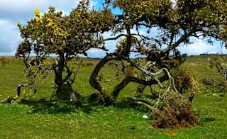 Bodmin Moor image