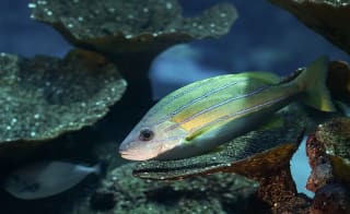 Blue Reef Aquarium image