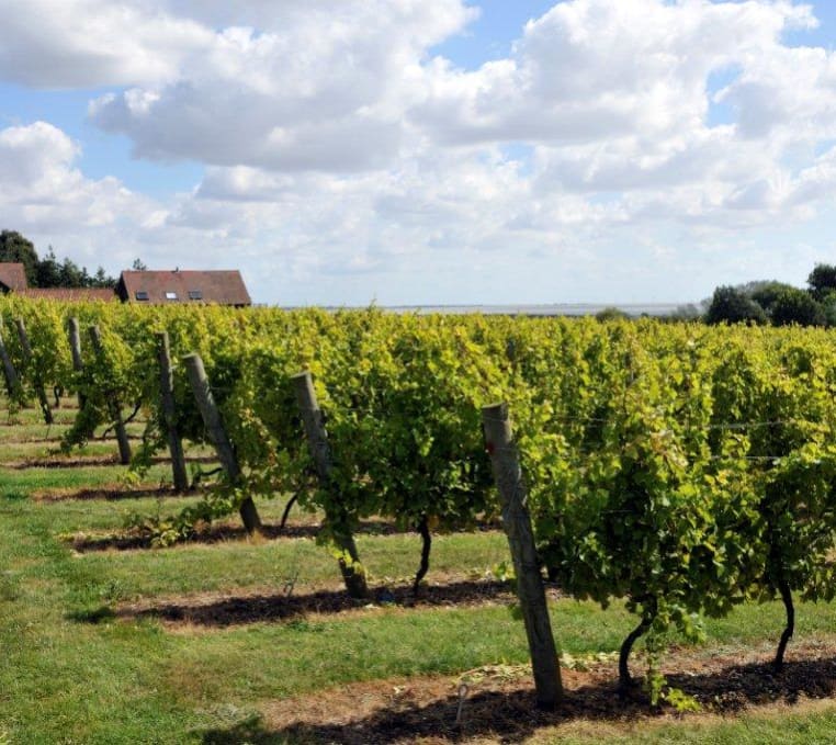 An image of the vineyard at Mersea Island Vineyard on a sunny, cloudy day. image