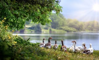 Whisby Nature Park image