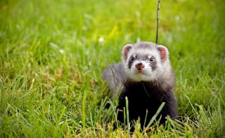 European Ferret image