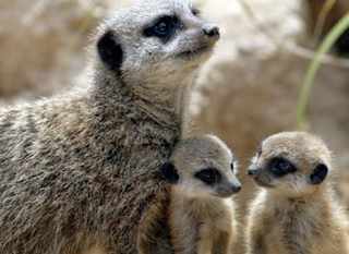 Lincolnshire Wildlife Park image