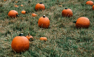Bells Pumpkin Patch image