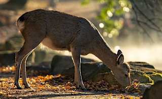 Studley Royal Deer Park walk image