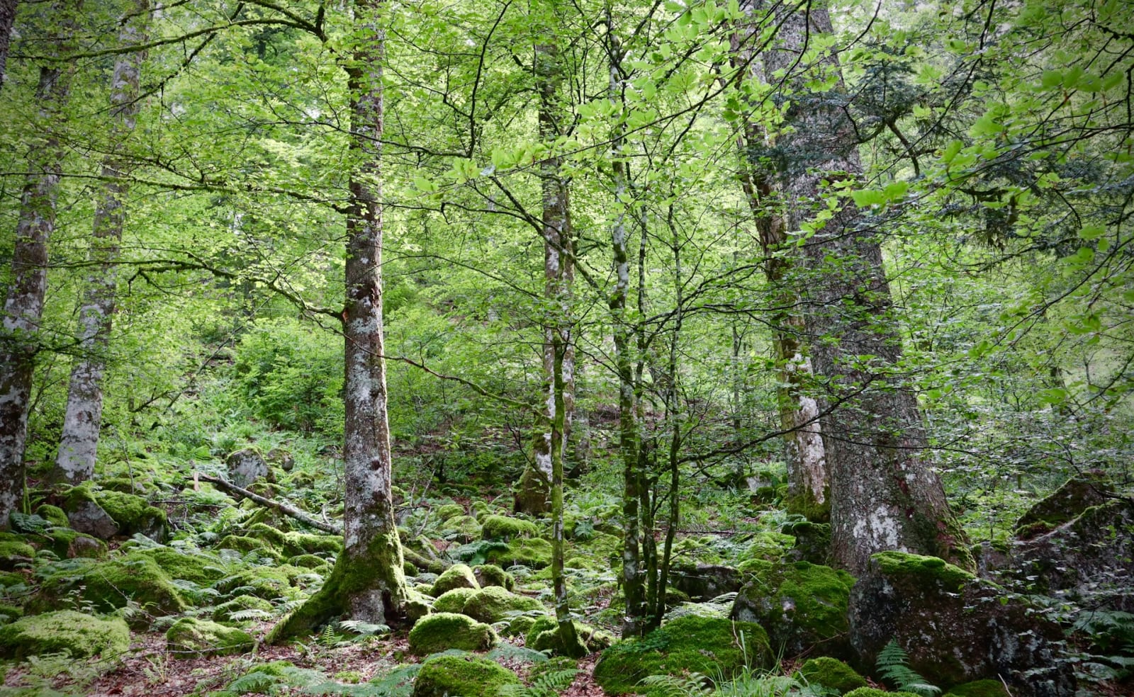 Cardinham Woods image