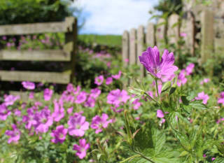Holme for Gardens Farm Shop image