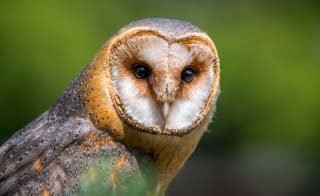 Barn Owl image