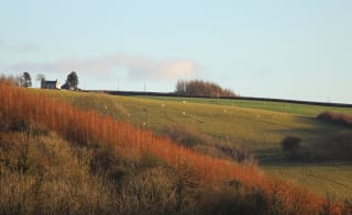 Manton Wood – Clumber Water Circular image