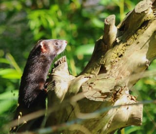Wildlife