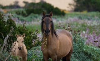 Derbyshire Pony Trekking image