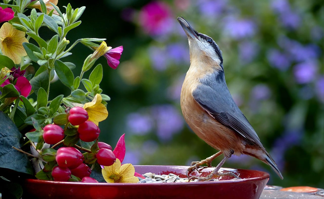 Filey Bird Garden and Animal Park image