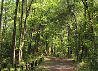 Thoresby park image