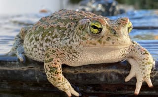 Natterjack Toad image