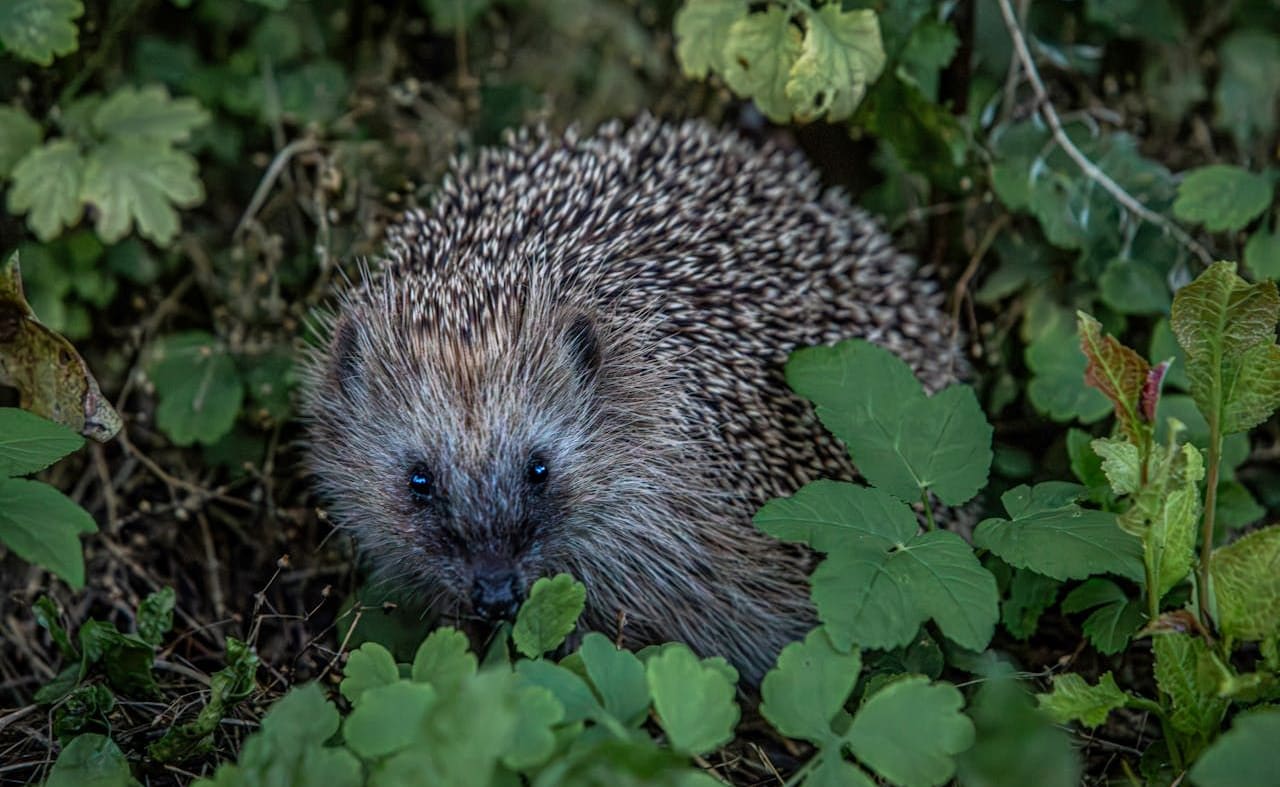 European Hedgehog image