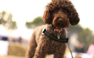 Where can I take my dog on park? image