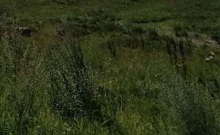 Lizard Point image
