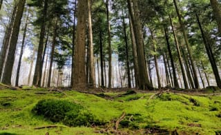 Buckland Rings Trail image