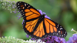 Butterfly World